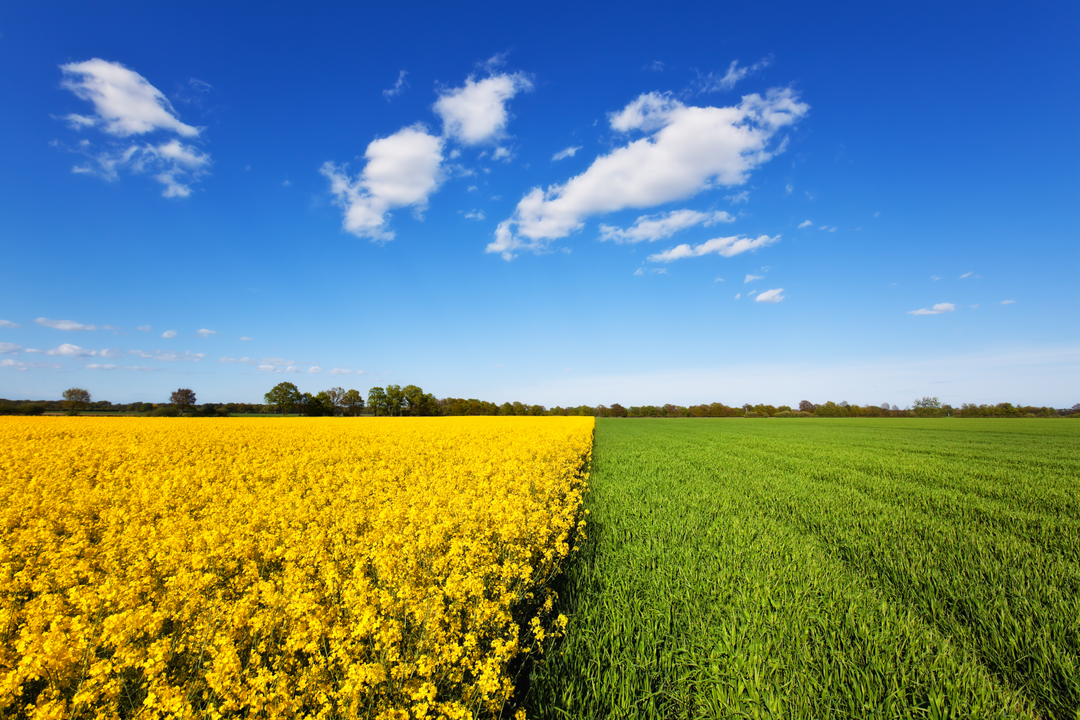 Syngenta | MEP